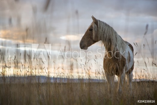 Picture of Mustang in a Meadow